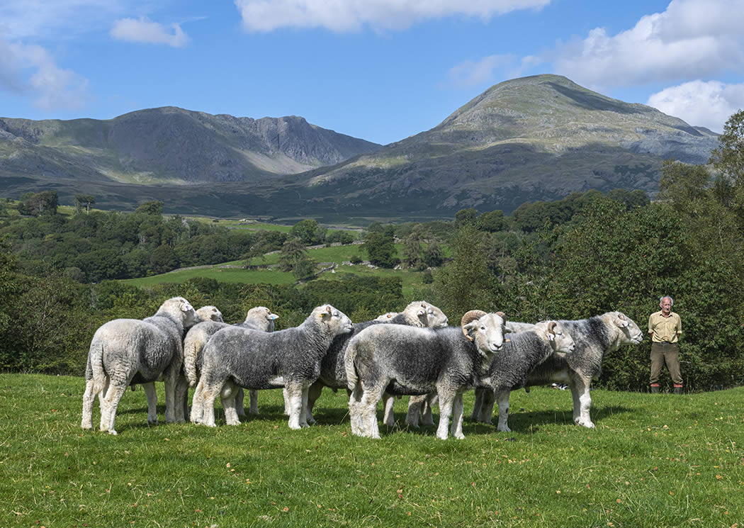Beatrix Potter and the Herdwick Sheep
